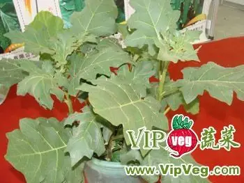 山东潍坊寿光_供应托鲁巴姆—砧木种子