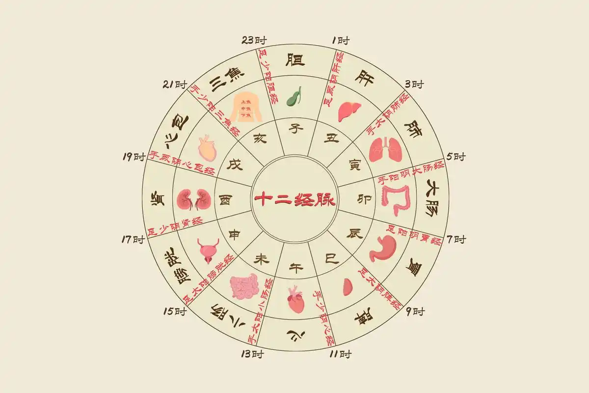 五脏六腑与十二时辰,不同时间应该如何养生?