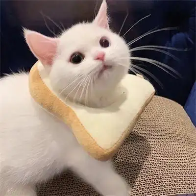 超可爱又治愈的高清猫咪头像图片 适合微信头像的呆萌猫咪图片