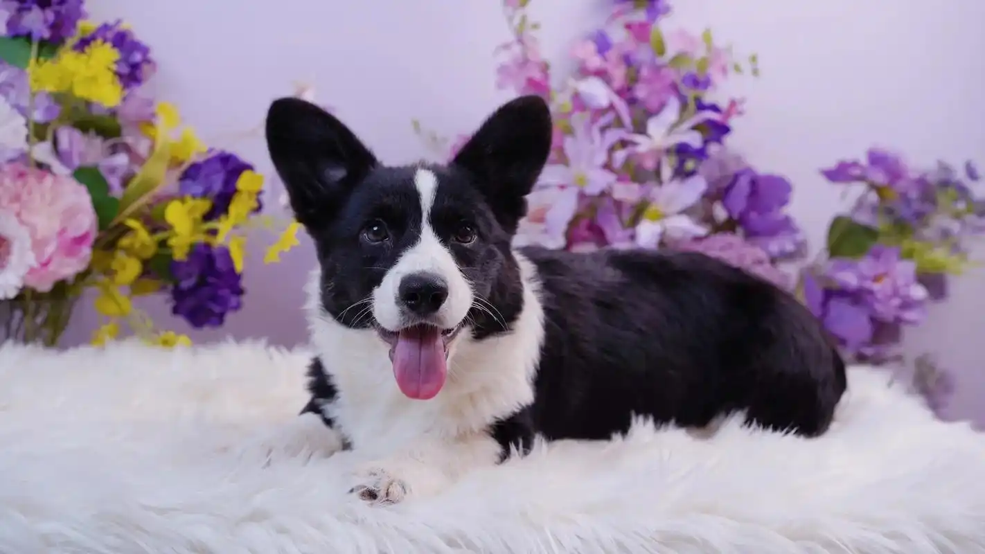 壁纸 动物 狗 狗狗 1920_1080