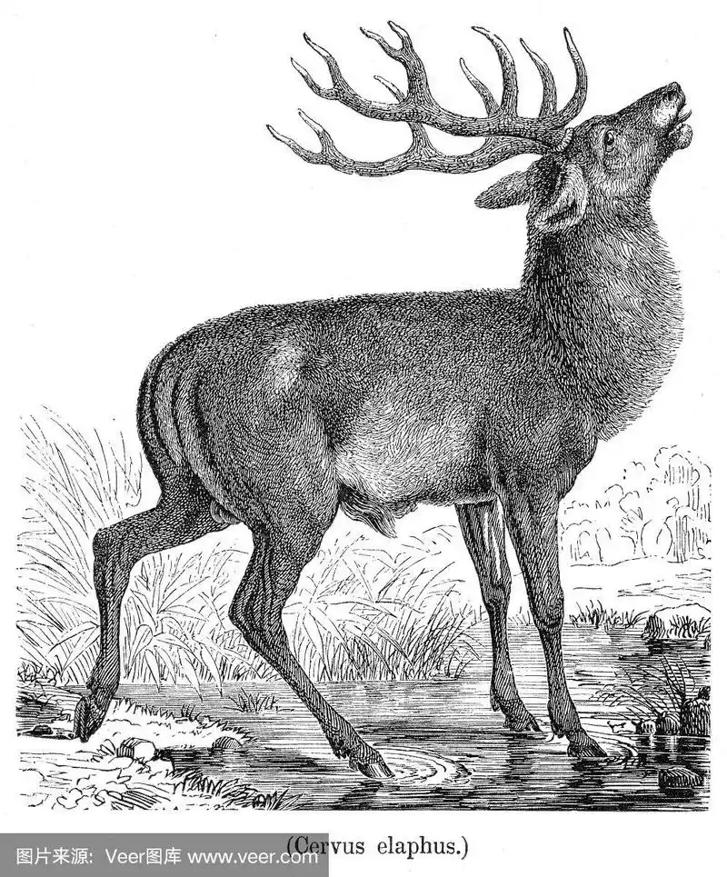 雕刻术,马鹿,蚀刻版画,动物,垂直画幅