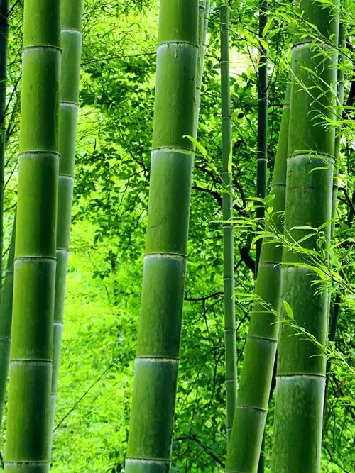 1200_1600竖版 竖屏