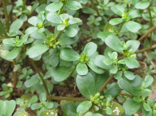 瓜子菜可以生吃吗