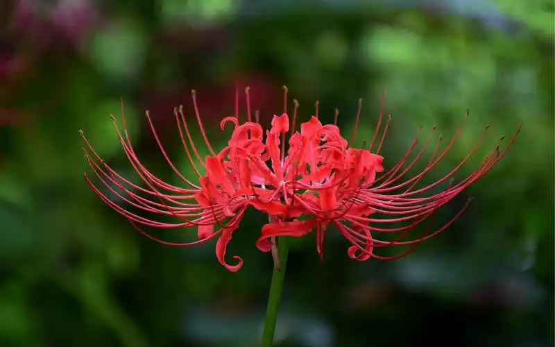 古代唯美彼岸花诗句(古代关于彼岸花的诗句)