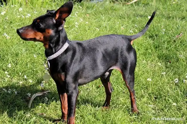 世界上最可爱的10大小型犬小巧玲珑萌翻众人小型犬大全