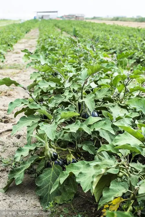 在种植园中种植茄子.