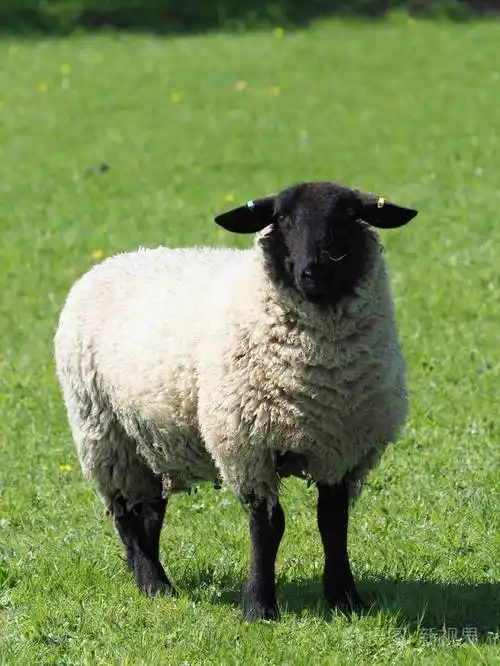 一只羊独自站在夏天的草地上