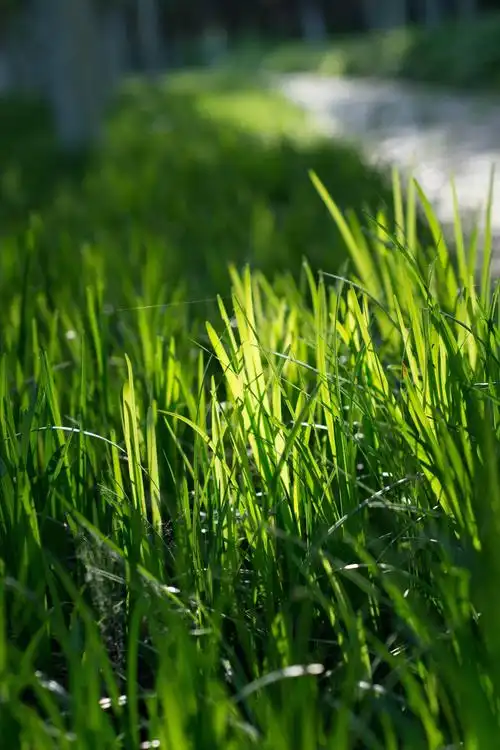 前几天拍的青青草.喜欢那种通透的感觉.