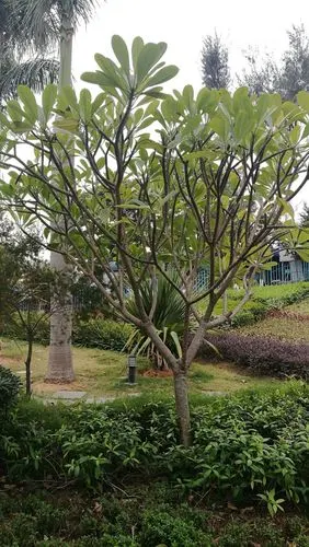 栀子树,也叫红鸡蛋花树.