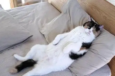 千万不要让猫咪上床睡觉