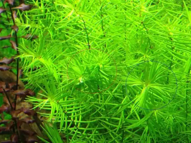 关于【十字牛顿】的种植问题 - 水草种植 - cta南美水族