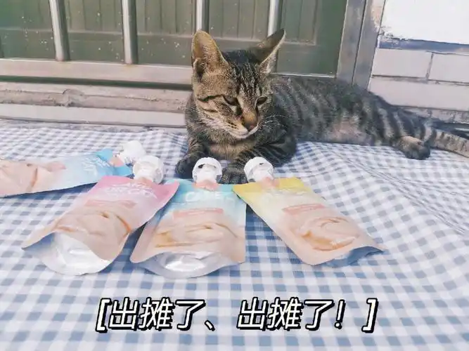 猫猫逃不出喵酱的快乐