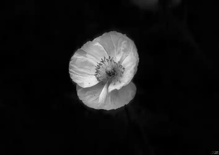 蝉翼,纸翼,吹弹--质感 - 黑白影像 鸟网