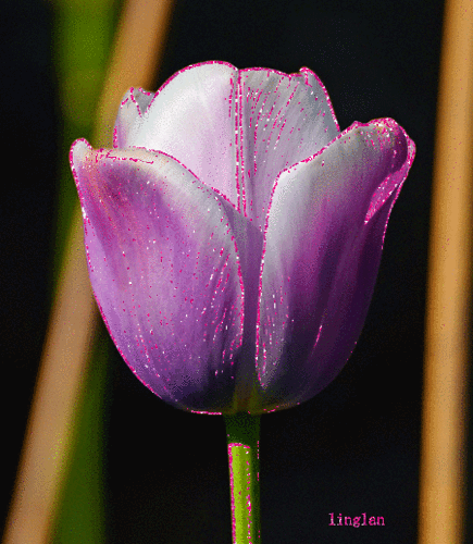 《咏百花之四十四》郁金香花.