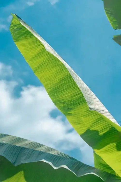 绿色护眼壁纸背景图