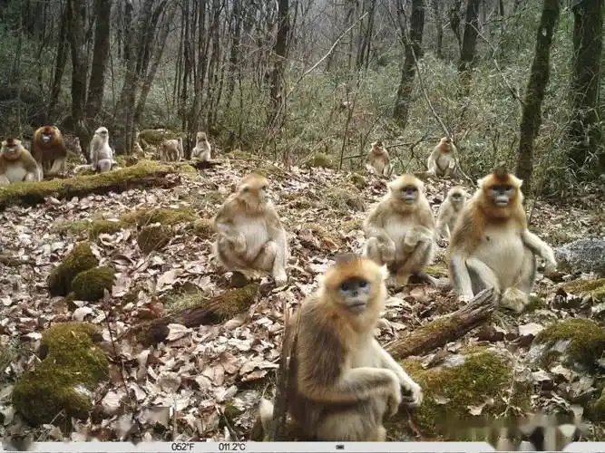 太白山自然保护区拍摄到野生大熊猫母子同框画面_种群_秦岭_活动