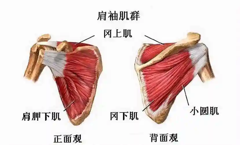肩关节疼痛抬不起来,可能是肩胛下肌造成的,告诉你如何判断纠正