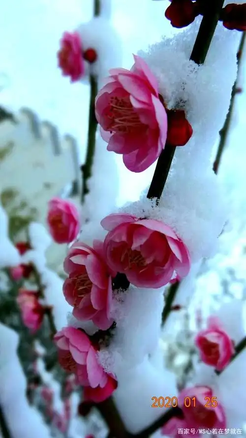 冰雪还未寒透梅花蕊