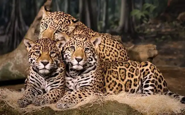 猫科动物大多处于食物链的顶端物种盘点几大常见的猫科动物