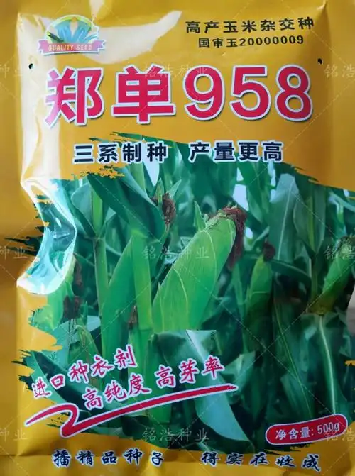郑单958玉米种子原装500克