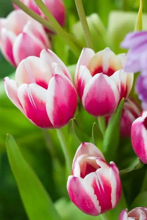 冷门但惊艳的花,这5种花你都见过,它在转角凝望着你