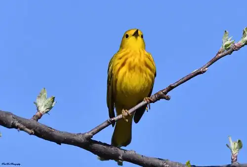 北美洲黄莺yellow warbler