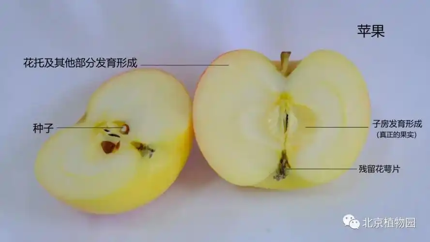 将苹果横切,我们能够看到一条果心线,这条线以外都不是子房发育而成的