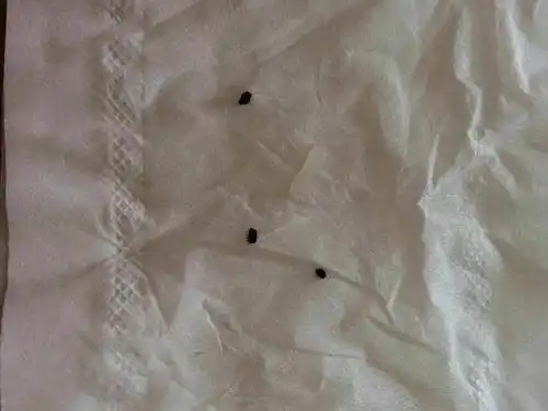 蟑螂粪便/屎是什么样子的_海恒环境