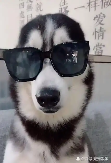 哈士奇带上墨镜,由傻狗变靓仔,气质立马一路提升!