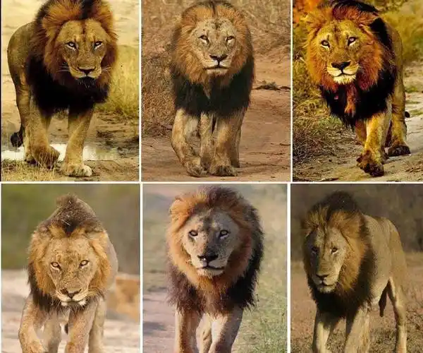 老恩或许不是最强狮王,但它缔造的坏男孩联盟,是永远的传奇_狮群_雄狮