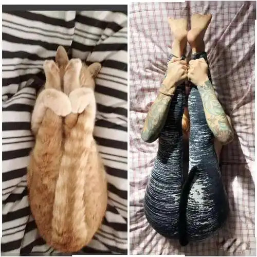 脑洞大开模仿动物练瑜伽搞笑集