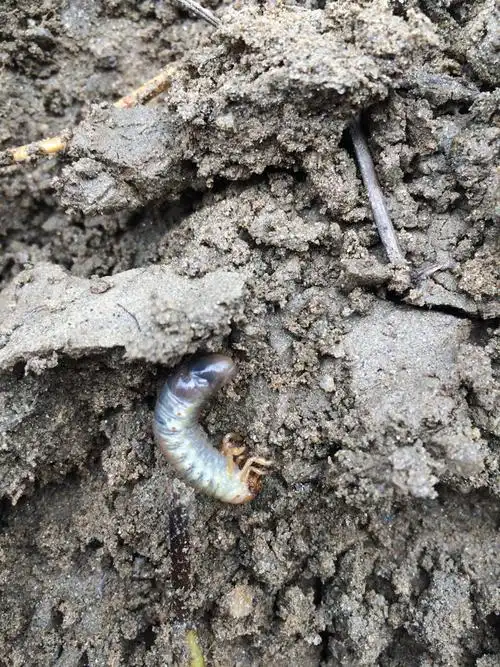 这是什么虫子啊好恶心 喂小鸟抓条蚯蚓挖出个这玩意 好恶心…吓到宝宝