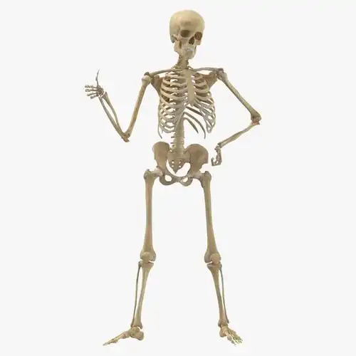 女性骨架3d模型