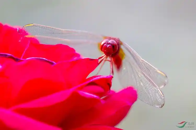 红月季花上的红蜻蜓3