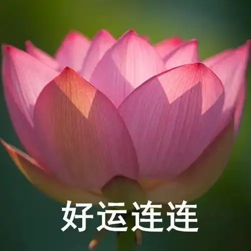 以下头像送给看过=去过的你也可以利用居中构图,将莲花放在画面中间