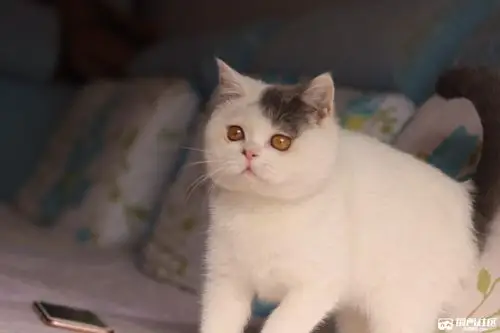 【已去新家】英短蓝白梵花dd/净梵mm找新家 - 宠物交易中心 - 荆门社