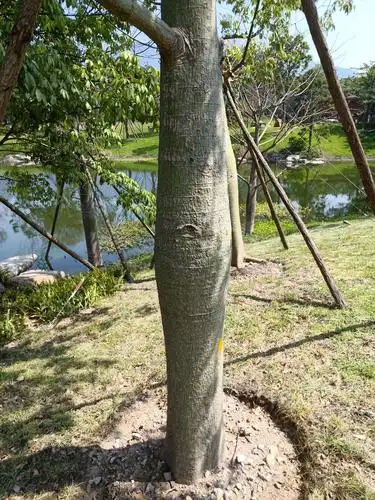 除了肚子大,太像美丽异木棉.