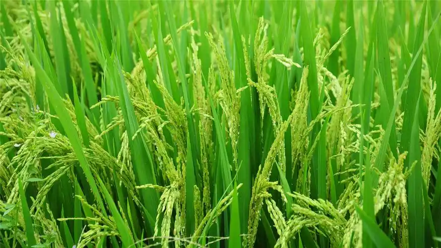 嫩绿的水稻高清桌面壁纸