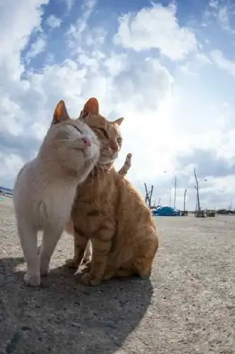 七夕节之情侣猫手机壁纸