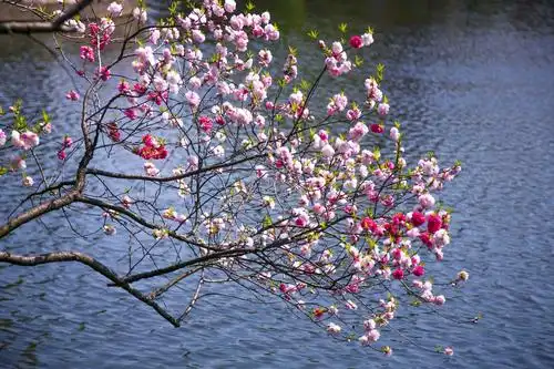 江南桃花《醉美蠡园》 - 美篇