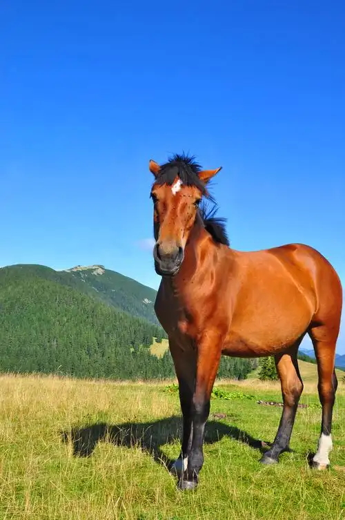 马,夏天,草场,乡村风光
