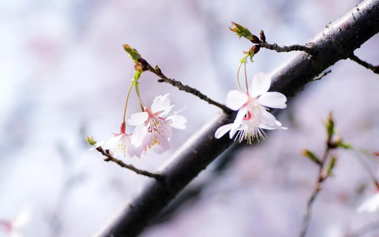 小清新粉色樱花唯美高清桌面壁纸