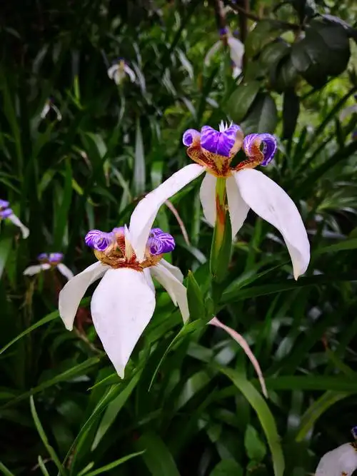 巴西鸢尾约一份待君来拾的心情