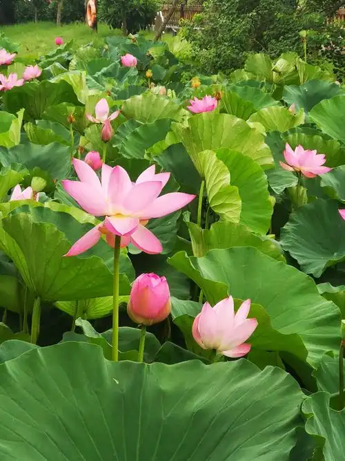 盛开花朵的美景