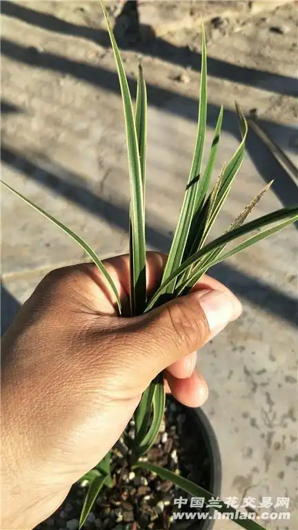蕙兰边草新品