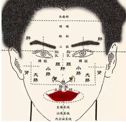 9,膀胱:反射区域在鼻下人中两侧的鼻根部位.