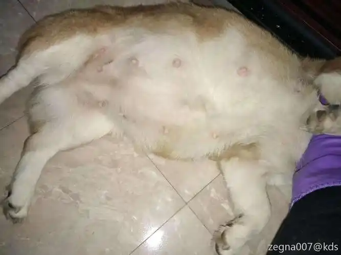 家里的柯基公主怀孕30天了