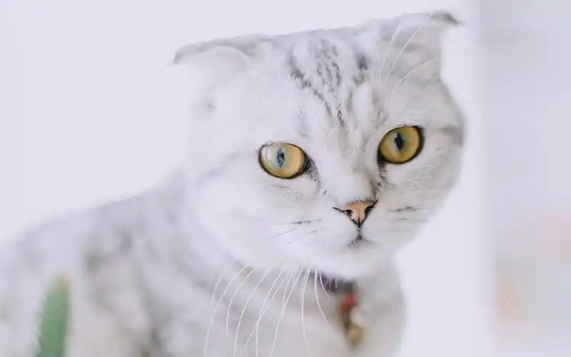 动物,可爱美女,折耳猫,动物,可爱,呆萌,电脑壁纸,壁纸俘获人心的网红