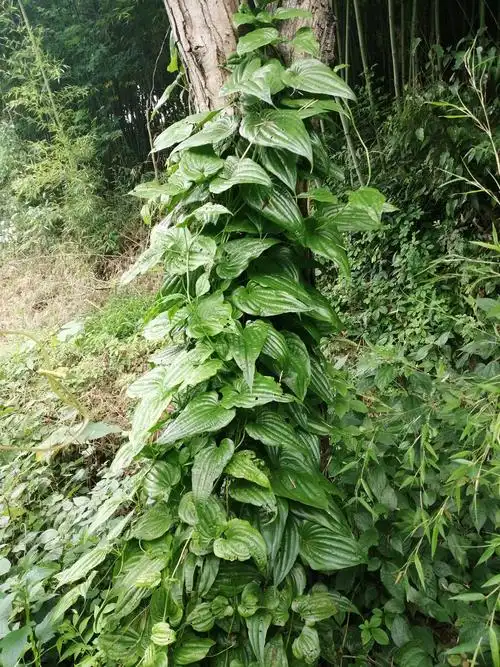 百部根. - 创作者159062462193069 - 图虫