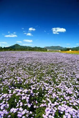 这个绝美的千亩花海,分分钟美爆朋友圈